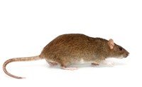 Rat Removal Airport West, Mice, Rodent Control Airport West