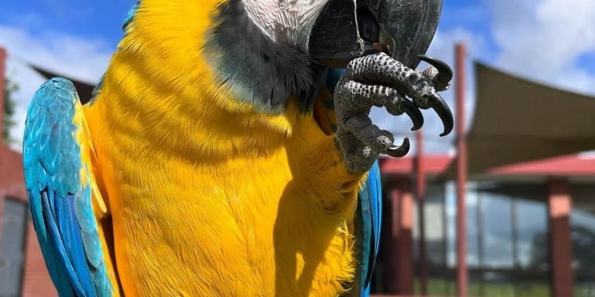 The History Of Macaw Parrot Cost In 10 Milestones